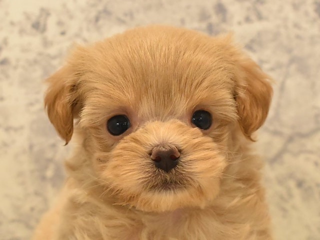 神奈川県のハーフ犬・ミックス犬 (ペッツワン三浦店/2024年5月6日生まれ/男の子/アプリコット)の子犬